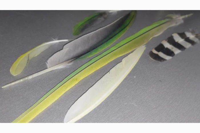 Перо попугая. Яркие, разноцветные перья попугаев, разных размеров- фото № 3