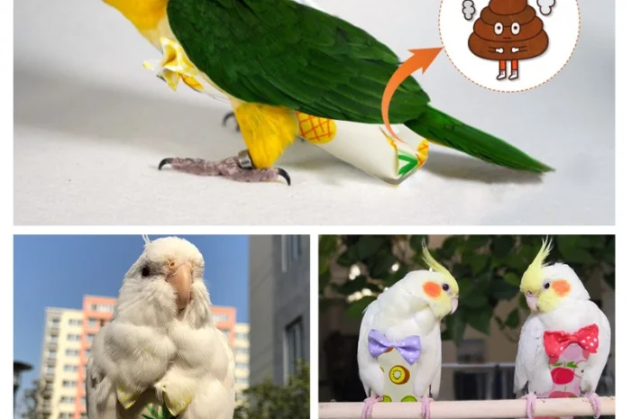 Памперс для попугаев – забота о вашем питомце- фото № 4