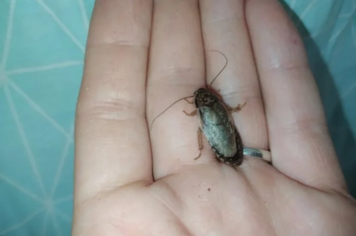 Корм для стрижів. Їжа для стрижів- фото № 1