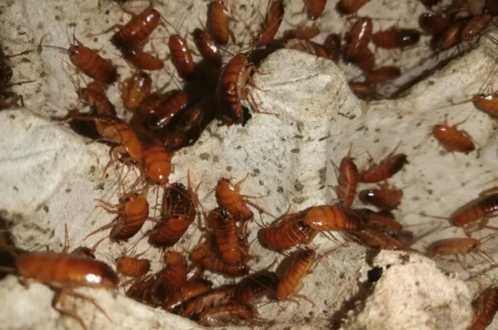 Корм для стрижів. Їжа для стрижів- фото № 3