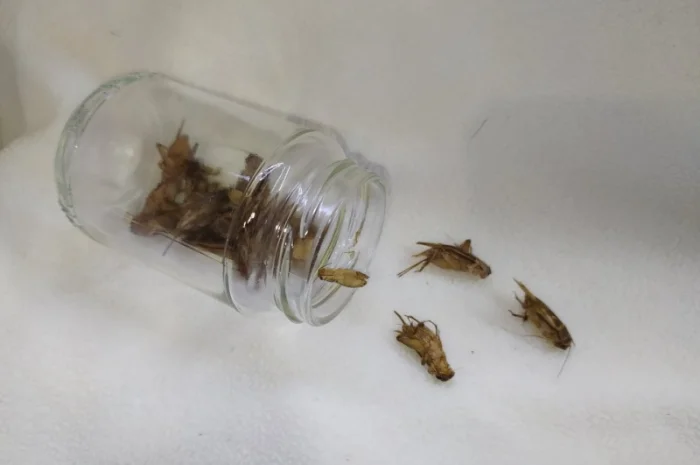 Корм для стрижів. Їжа для стрижів- фото № 5