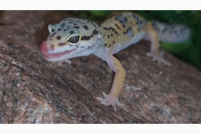 Леопардовый геккон-эублефар, ручные, яркие рептилии для дома- фото № 1