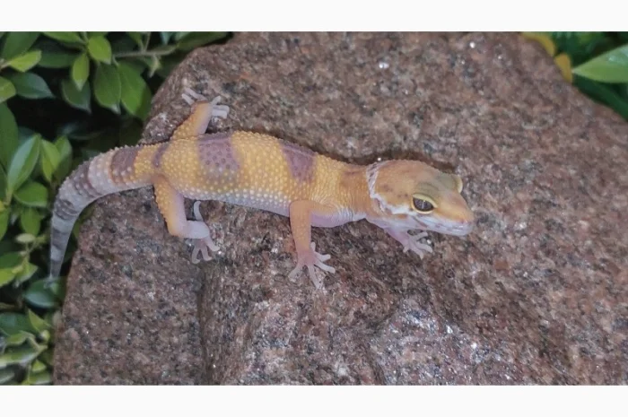 Леопардовый геккон-эублефар, ручные, яркие рептилии для дома- фото № 2