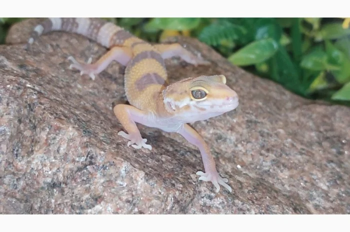 Леопардовый геккон-эублефар, ручные, яркие рептилии для дома- фото № 3