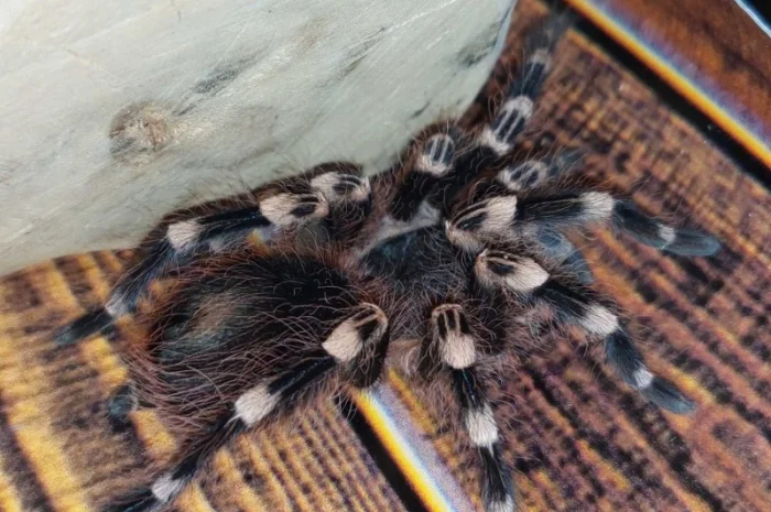 Паук-птицеед Акантоскурия Геникулята на продажу- фото № 1