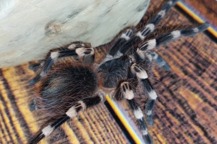 Паук-птицеед Акантоскурия Геникулята на продажу- фото № 3