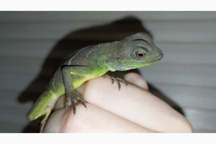Ручные водяные агамы для содержания дома- фото № 2