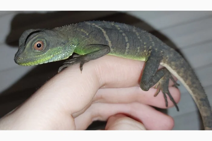 Ручные водяные агамы для содержания дома- фото № 3