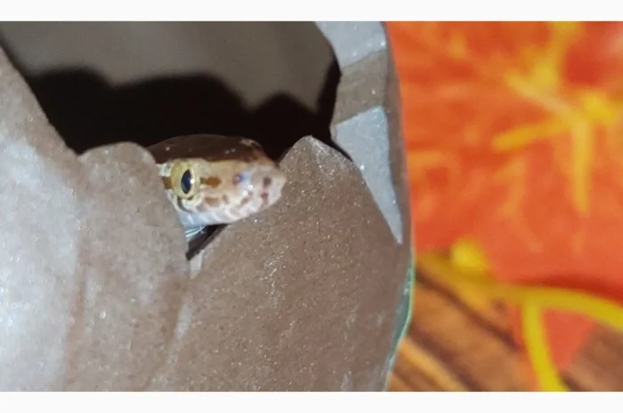 Ексклюзивна африканська змія – ідеальний домашній улюбленець для початківців та дітей- фото № 1