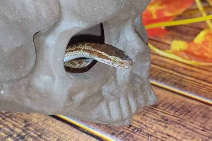 Ексклюзивна африканська змія – ідеальний домашній улюбленець для початківців та дітей- фото № 2