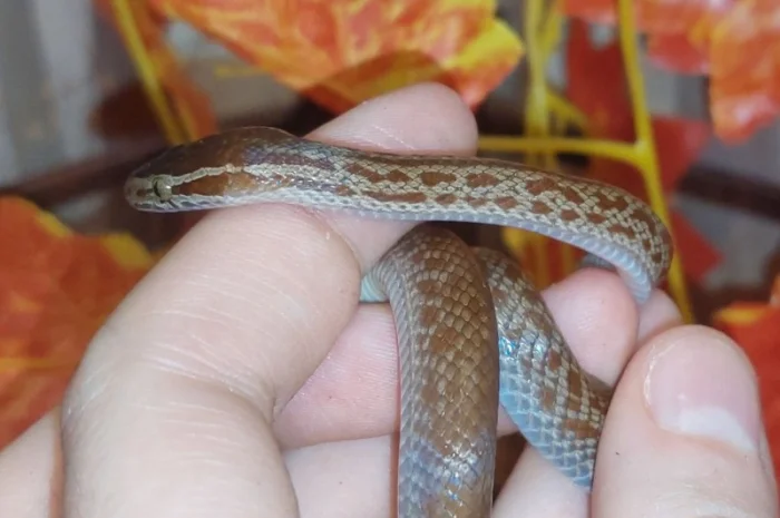 Ексклюзивна африканська змія – ідеальний домашній улюбленець для початківців та дітей- фото № 3