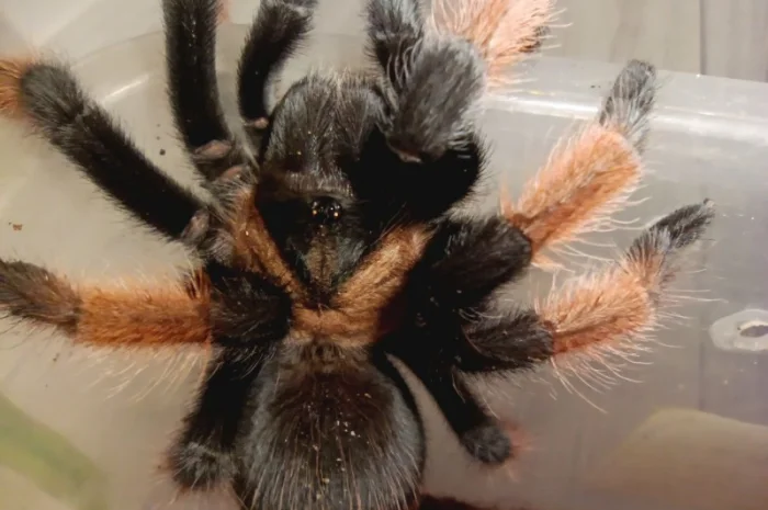 Брахіпельма емілія – мексиканский красноногий паук- фото № 1