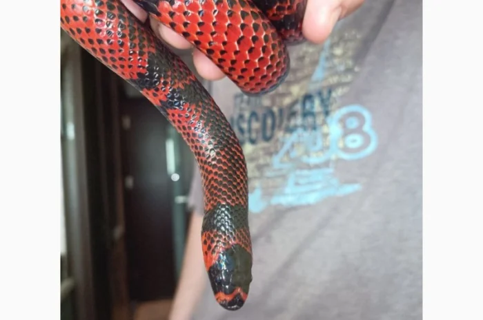 Оренда Гондурасская молочная змея- фото № 1