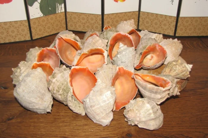 Ракушка. Рапана. Рапан. Сувенир. Аквариум. Ландшафтный. Комбикорм. Теплоизоляция- фото № 1