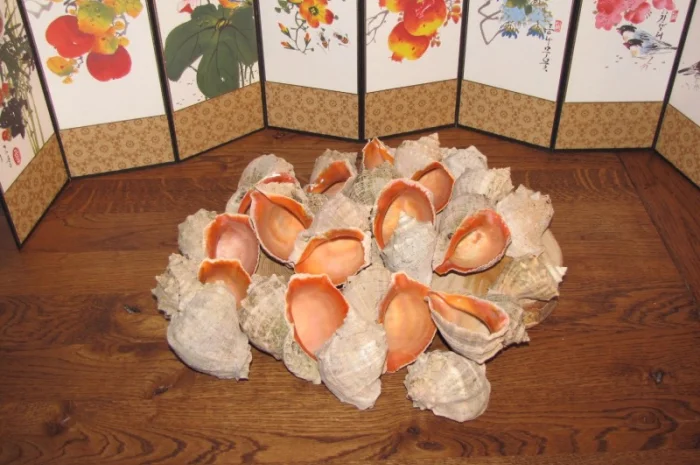 Ракушка. Рапана. Рапан. Сувенир. Аквариум. Ландшафтный. Комбикорм. Теплоизоляция- фото № 10