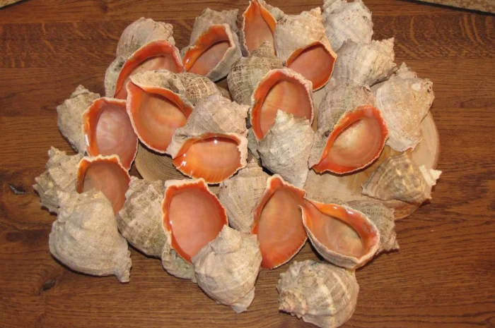 Ракушка. Рапана. Рапан. Сувенир. Аквариум. Ландшафтный. Комбикорм. Теплоизоляция- фото № 11