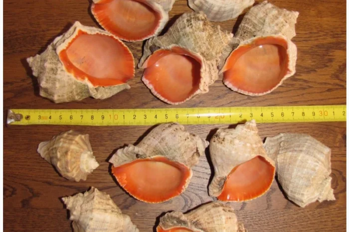 Ракушка. Рапана. Рапан. Сувенир. Аквариум. Ландшафтный. Комбикорм. Теплоизоляция- фото № 13