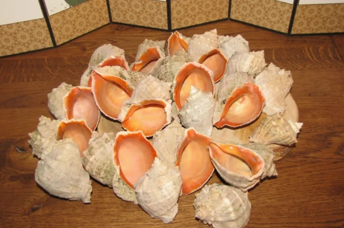 Ракушка. Рапана. Рапан. Сувенир. Аквариум. Ландшафтный. Комбикорм. Теплоизоляция- фото № 2