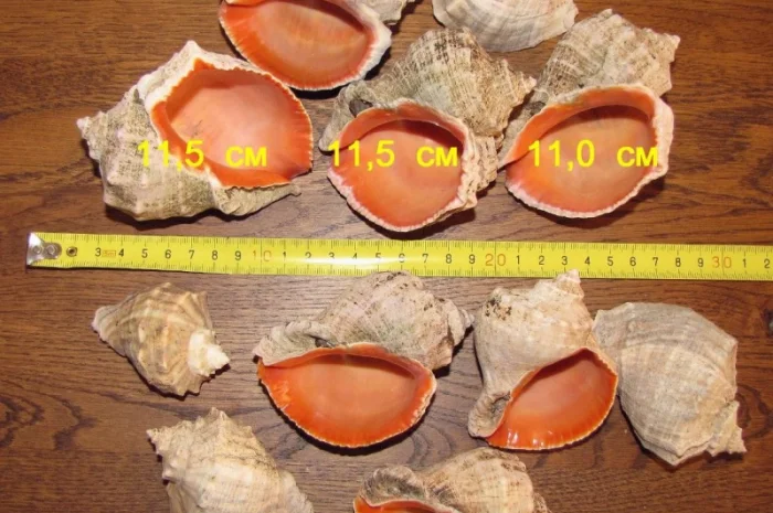 Ракушка. Рапана. Рапан. Сувенир. Аквариум. Ландшафтный. Комбикорм. Теплоизоляция- фото № 3