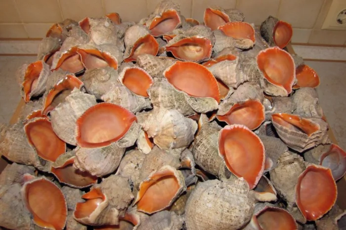 Ракушка. Рапана. Рапан. Сувенир. Аквариум. Ландшафтный. Комбикорм. Теплоизоляция- фото № 4
