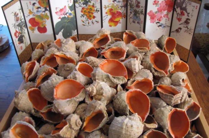 Ракушка. Рапана. Рапан. Сувенир. Аквариум. Ландшафтный. Комбикорм. Теплоизоляция- фото № 5