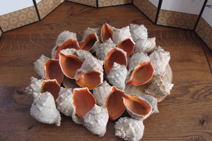 Ракушка. Рапана. Рапан. Сувенир. Аквариум. Ландшафтный. Комбикорм. Теплоизоляция- фото № 6