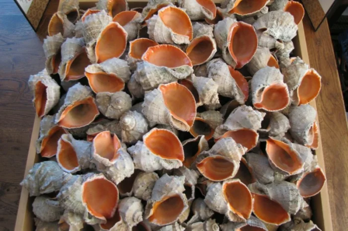 Ракушка. Рапана. Рапан. Сувенир. Аквариум. Ландшафтный. Комбикорм. Теплоизоляция- фото № 8