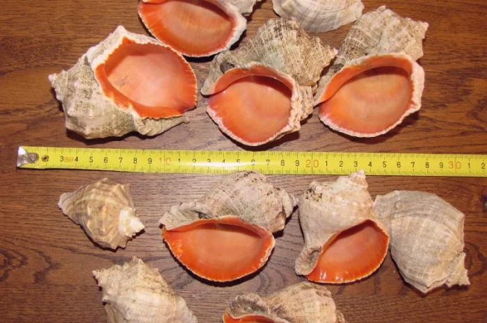 Ракушка. Рапана. Рапан. Сувенир. Аквариум. Ландшафтный. Комбикорм. Теплоизоляция- фото № 9