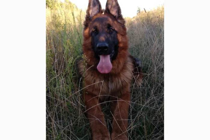 Вставки для вух собак – корекція форми- фото № 2