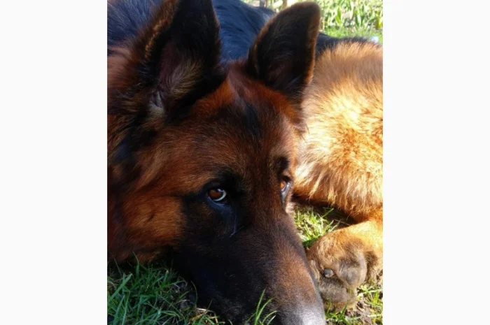 Вставки для вух собак – корекція форми- фото № 10