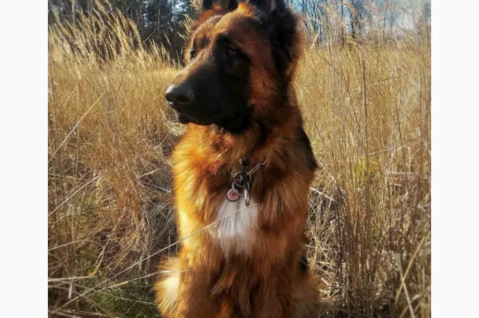 Вставки для вух собак – корекція форми- фото № 9