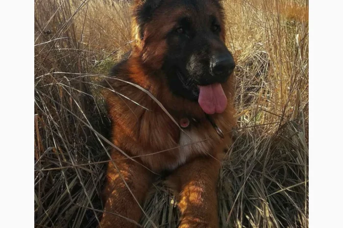 Вставки для вух собак – корекція форми- фото № 8