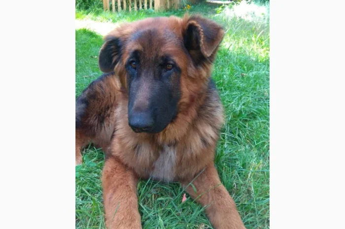 Вставки для вух собак – корекція форми- фото № 16