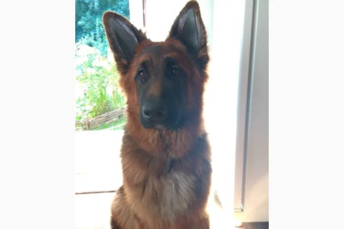 Вставки для вух собак – корекція форми- фото № 14