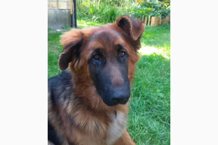 Вушні вставки для собак- фото № 16