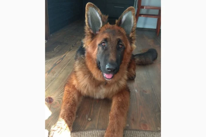 Вушні вставки для собак- фото № 13