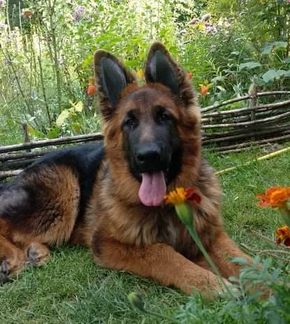 Вушні вставки для собак- фото № 12