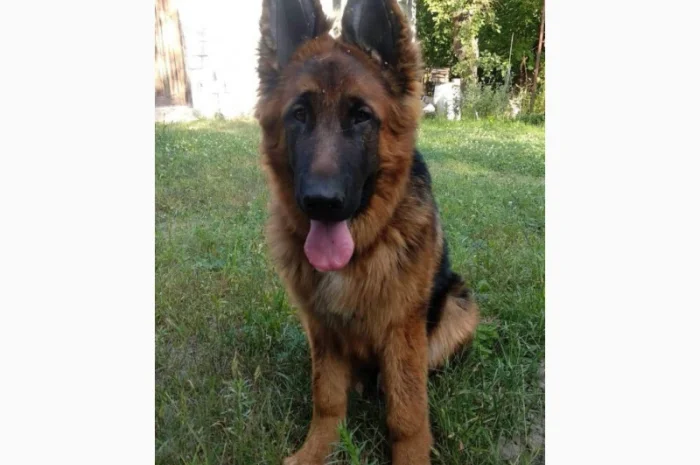 Вушні вставки для собак- фото № 11