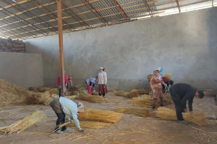 Веник сорго оптом за вигідною ціною- фото № 6