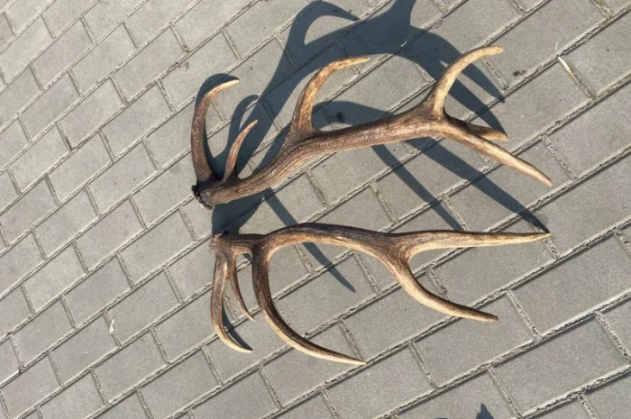 Покупаем рога оленя и лося- фото № 1