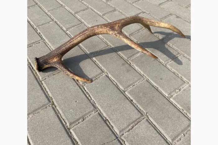 Покупаем рога оленя и лося- фото № 2