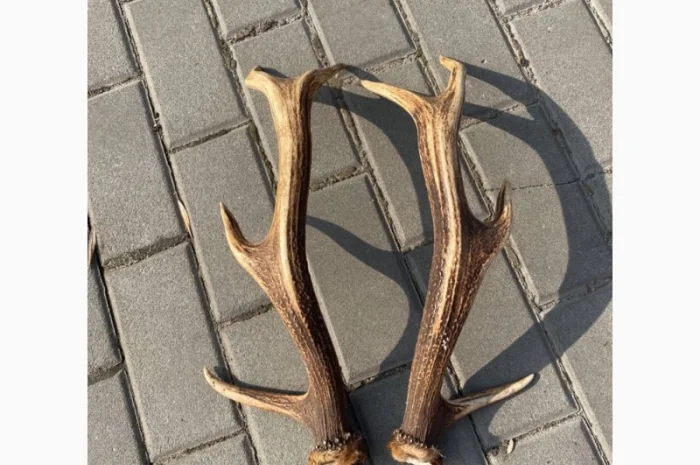 Покупаем рога оленя и лося- фото № 3