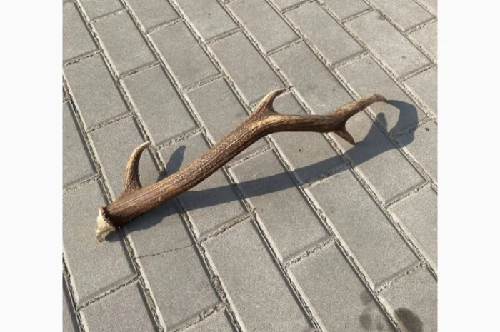 Покупаем рога оленя и лося- фото № 4