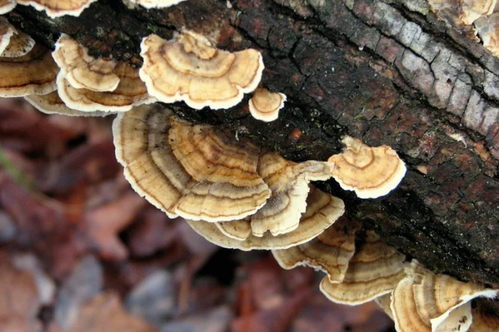 Траметес разноцветная 100 грамм 180 грн- фото № 2