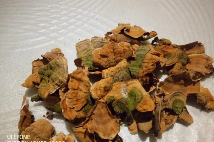 Траметес разноцветная 100 грамм 180 грн- фото № 1