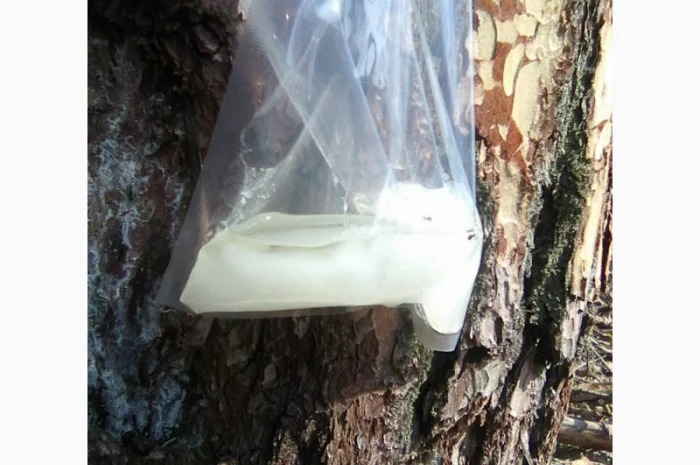 Живиця смола- фото № 2