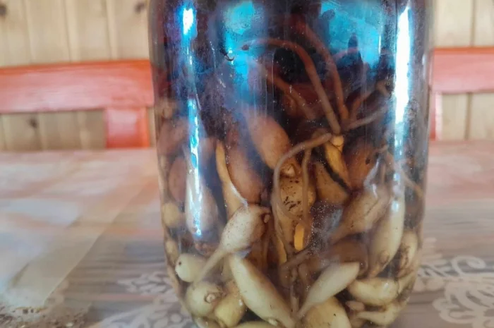 Настоянка любки двулистої- фото № 1