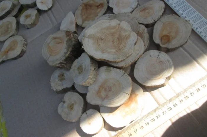 Круглый спил для пано можжевельник- фото № 13