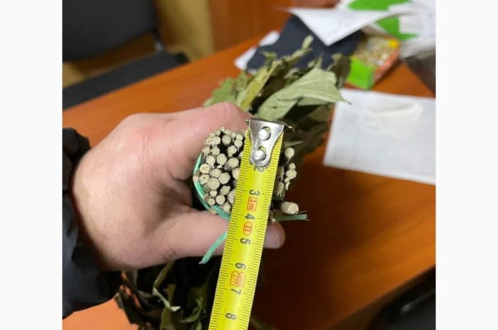 Банние венікі дуба канадского сезону 2023- фото № 1