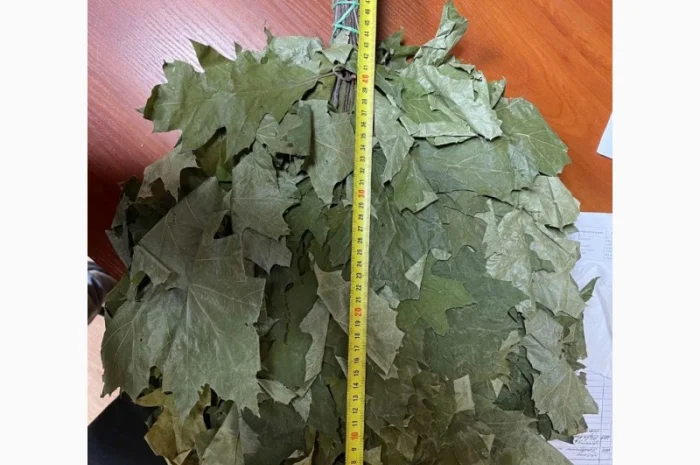 Банние венікі дуба канадского сезону 2023- фото № 3